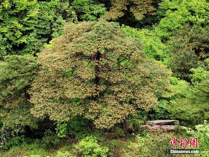 金色の鈴のように枝いっぱいに咲く黄山松の花 安徽省