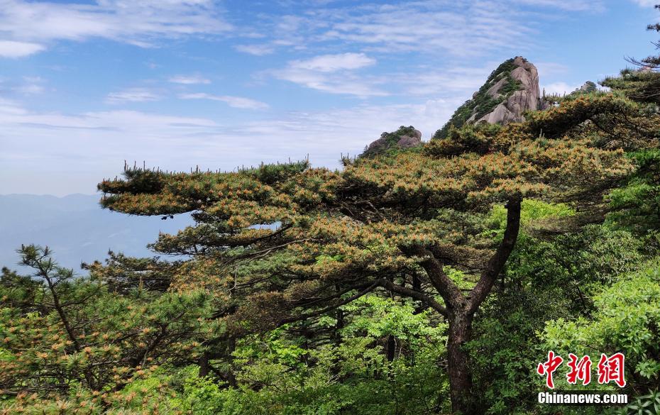 金色の鈴のように枝いっぱいに咲く黄山松の花 安徽省