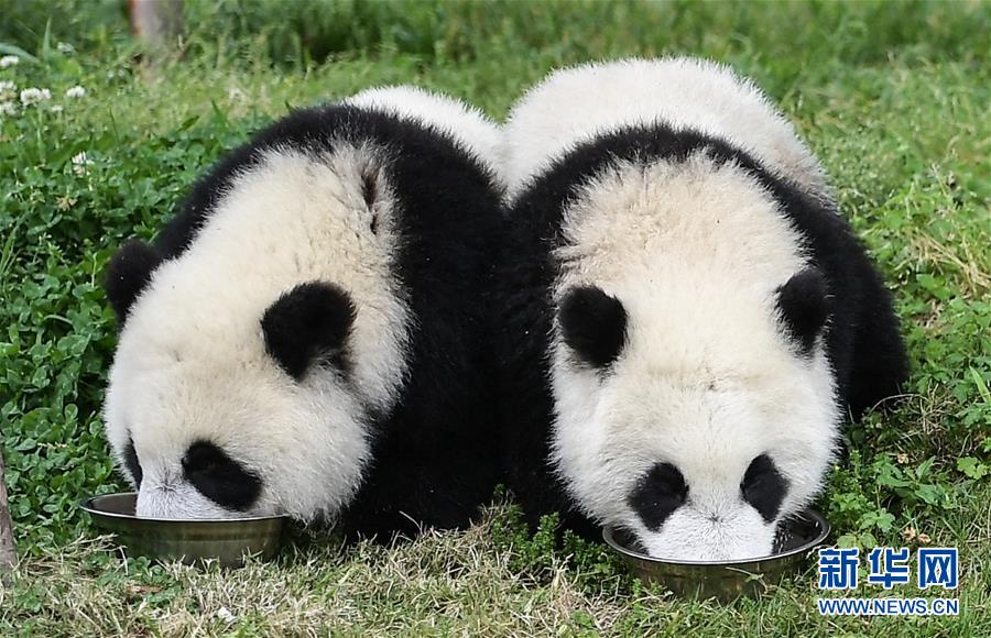 5月26日、中国ジャイアントパンダ保護研究センター臥竜神樹坪基地で餌を食べるパンダの赤ちゃん (撮影・薛玉斌)。