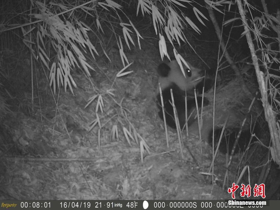 四川勿角保護区で野生パンダの撮影に成功