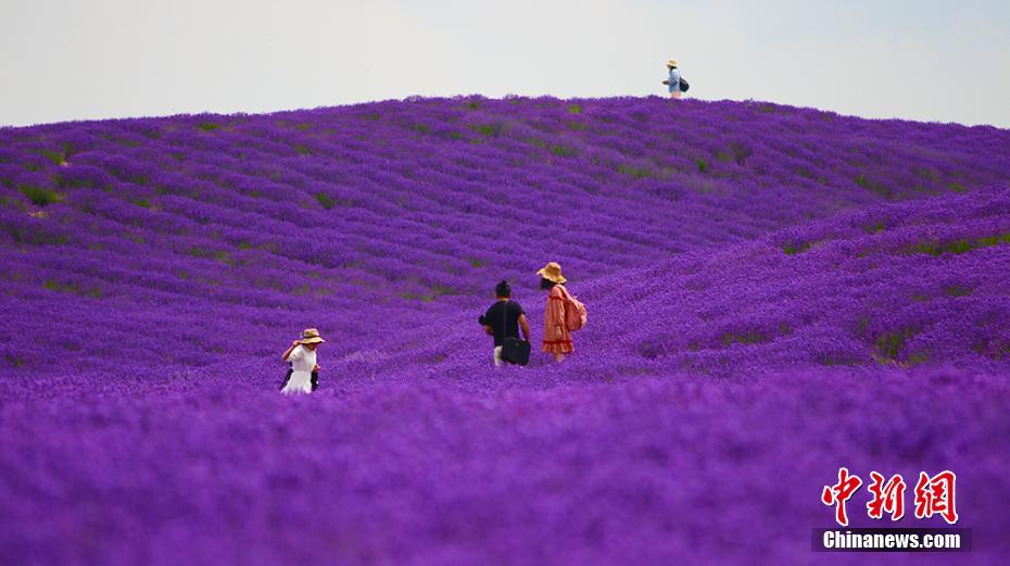 5万ムー以上のラベンダーが咲き誇る新疆ウイグル自治区イリ・カザフ自治州霍城県（撮影・王小軍）。