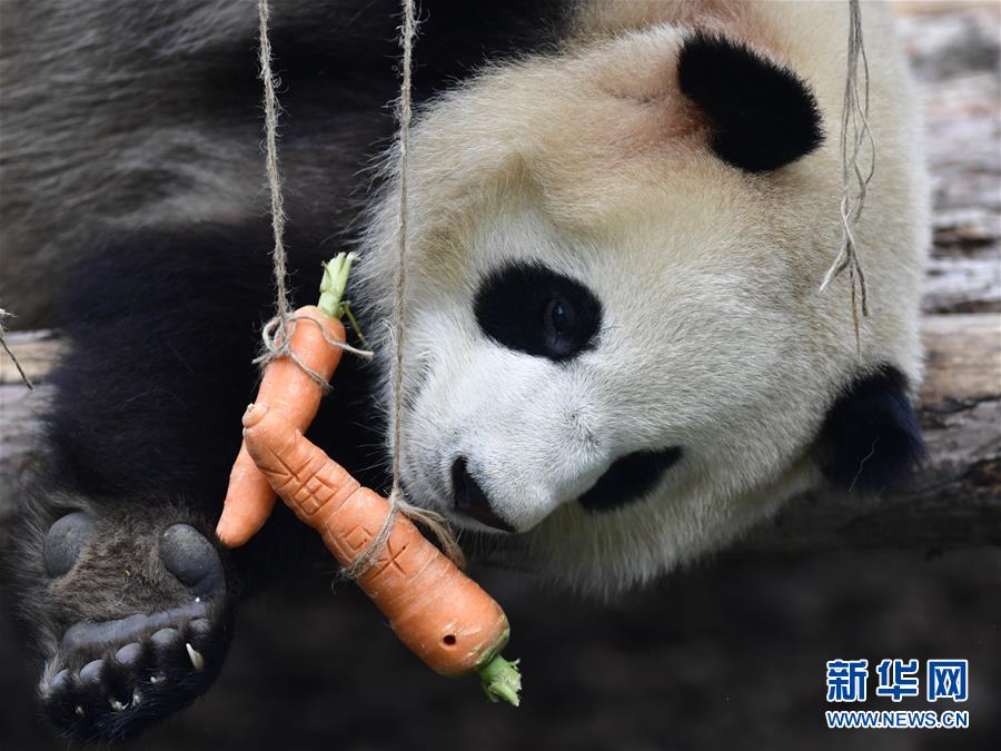 青海省の西寧パンダ館が一般開放へ　パンダはすでに高原の気候に適応