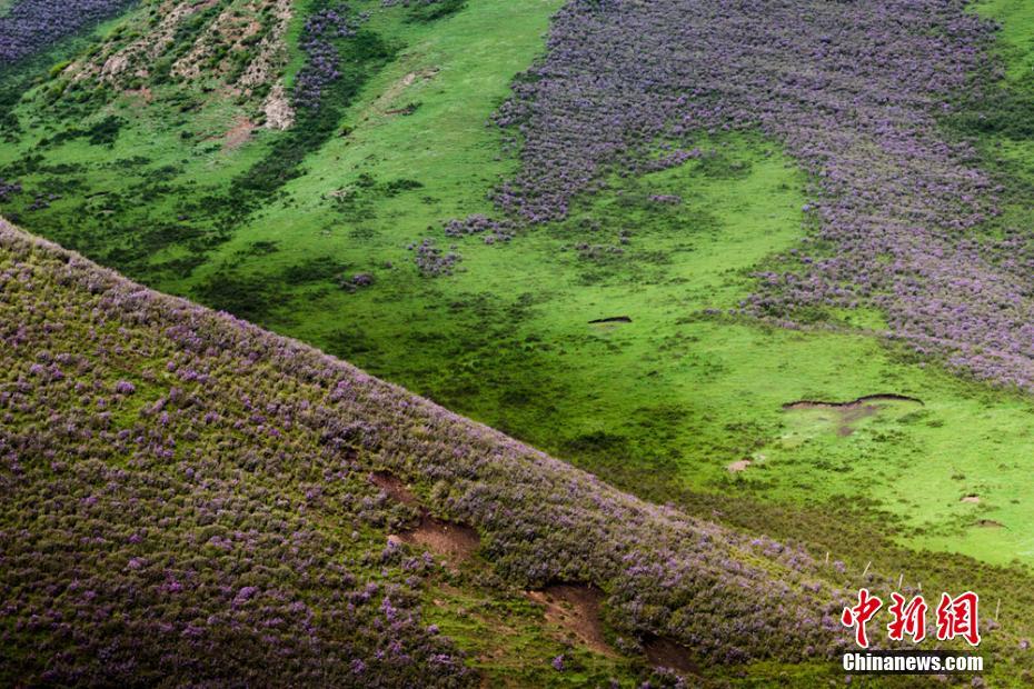 まるで紫の絨毯！山野埋め尽くすシャクナゲの花　甘粛天祝県