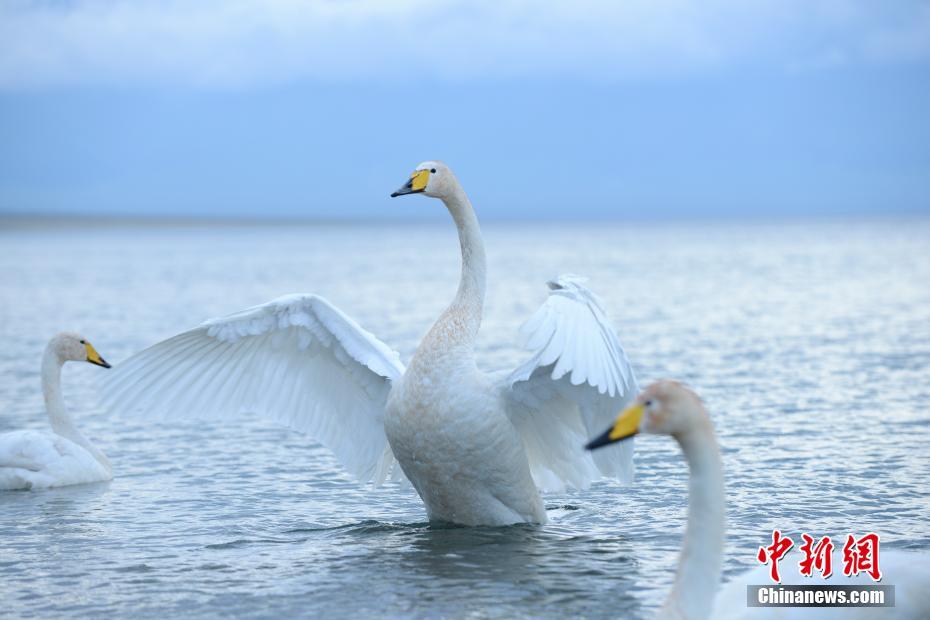 まるで絵ハガキのように美しい新疆サリム湖の夏景色