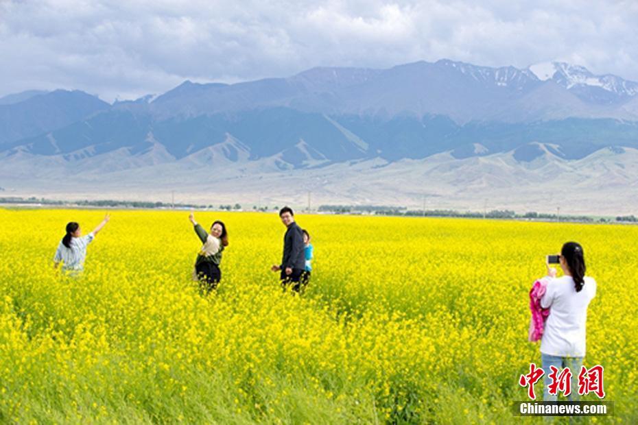 新疆東天山で菜の花が開花シーズン　金色の絵巻広がる