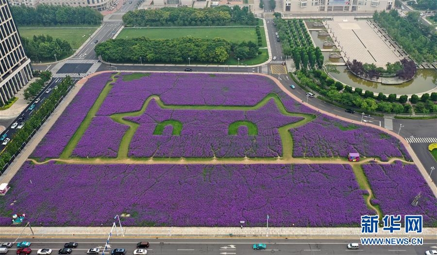 一面に広がるサンジャクバーベナの花畑（ドローンによる撮影・李然）。