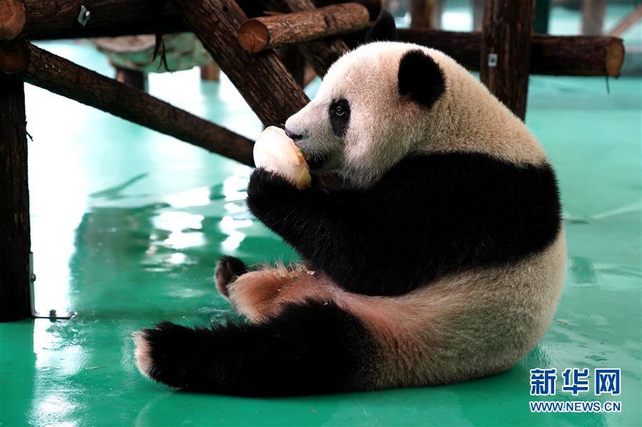 「ひんやり涼しい夏」過ごす上海動物園の動物たち