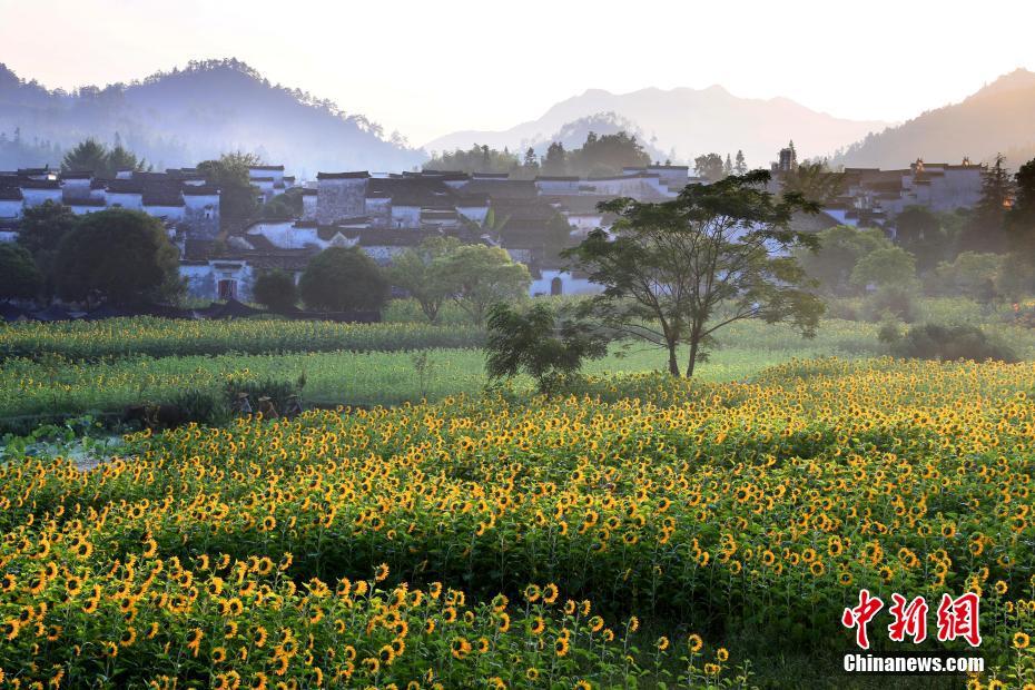 7月31日、ヒマワリが満開を迎えた安徽省黄山市安徽黟県（撮影・施広徳）。