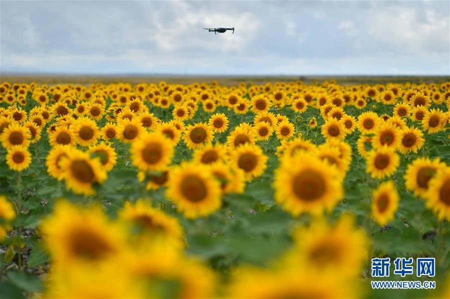 甘粛省白銀市景泰県寺灘郷で撮影された満開のヒマワリ畑（8月13日、撮影・聶建江）。