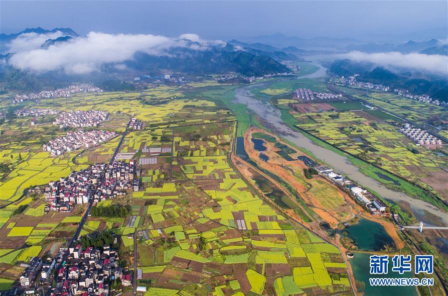 周辺の広大な菜の花が美しいコントラストを生み、春の美しい田園風景が広がる浙江省杭州市淳安県千島湖汾口鎮湿地公園（2018年4月3日、ドローンによる撮影・徐昱）。