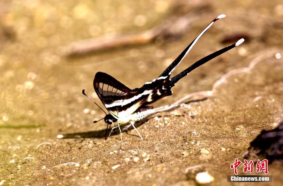 チベットで初めてスソビキアゲハを確認、高原の蝶に「新メンバー」