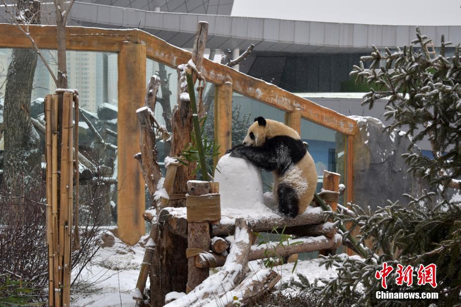 雪でも「もぐもぐモード」全開のパンダ　青海省西寧市