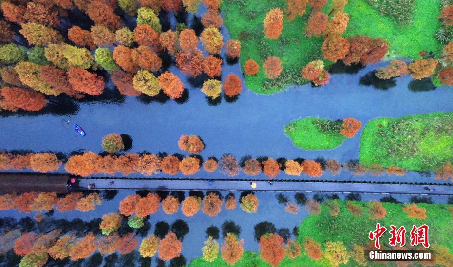 上海市青浦区青西郊野公園の景色（11月30日撮影・鐘鑫旺）。