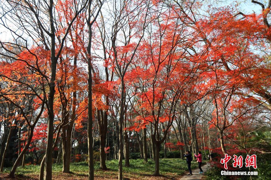 南京紫金山の紅葉に酔いしれる　江蘇省