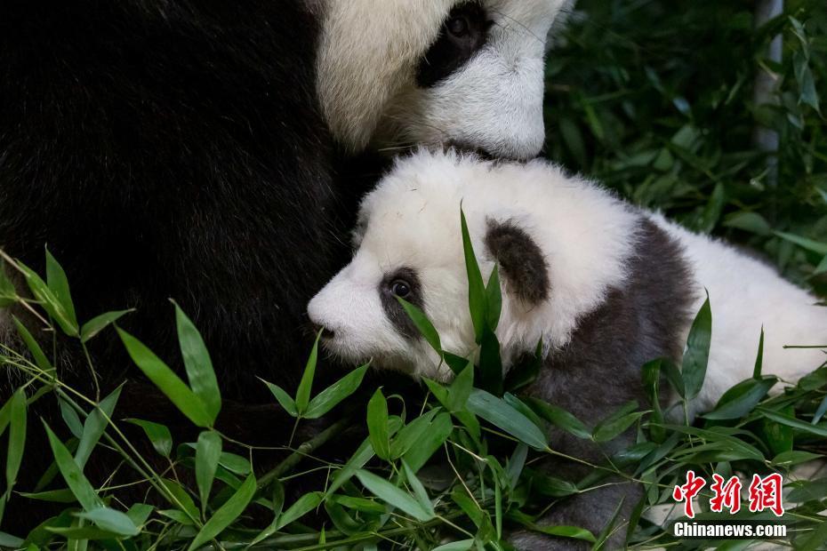 ドイツ生まれの双子パンダが「世界パンダ賞」ノミネート　ベルリン