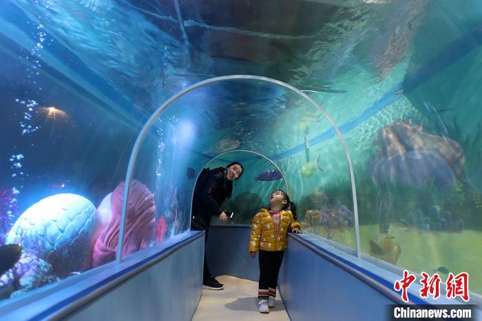 新年を前に南京の水族館に可愛い海の動物たちが仲間入り　江蘇省