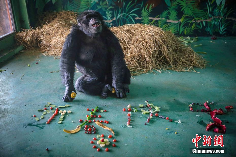 春節のご馳走をほおばる動物たち（画像提供・済南野生動物世界）。