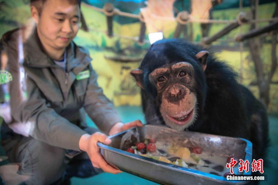 動物にも春節ムードを！山東省の動物園が春節のご馳走を準備