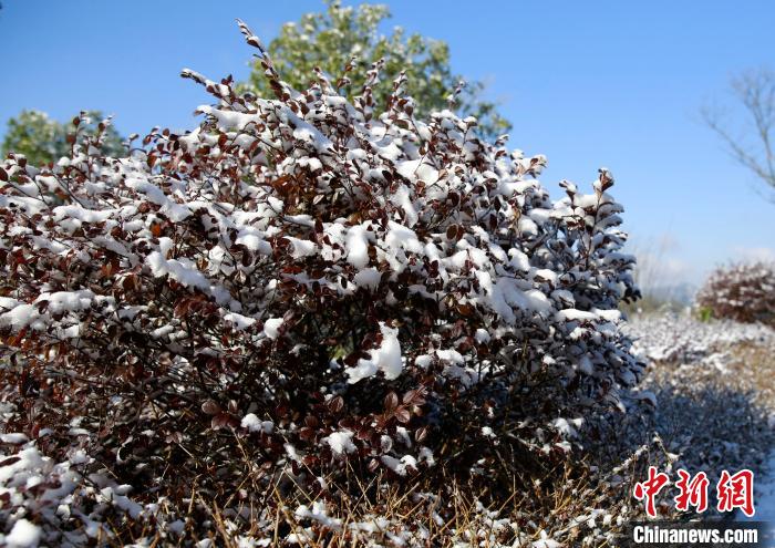 重慶の標高の高いエリアに舞い散る雪　一面の銀世界広がる武陵山大裂谷