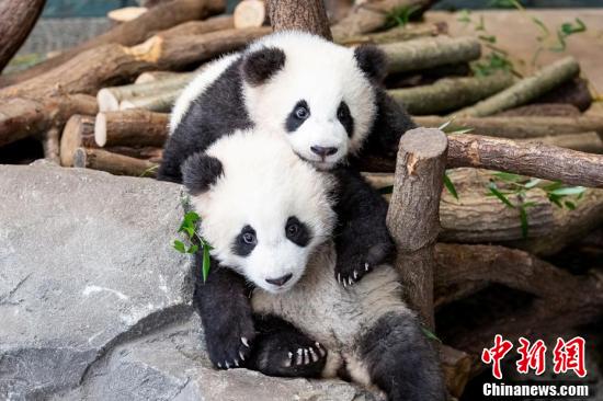 元気いっぱい！双子の赤ちゃんパンダ　ドイツ・ベルリン動物園