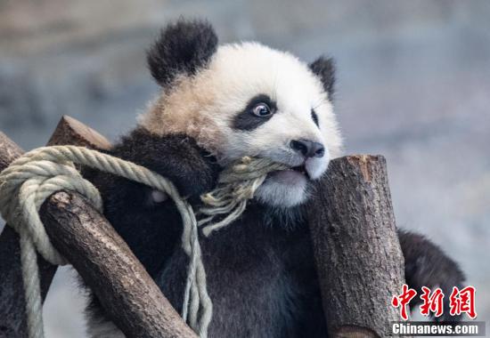 元気いっぱい！双子の赤ちゃんパンダ　ドイツ・ベルリン動物園