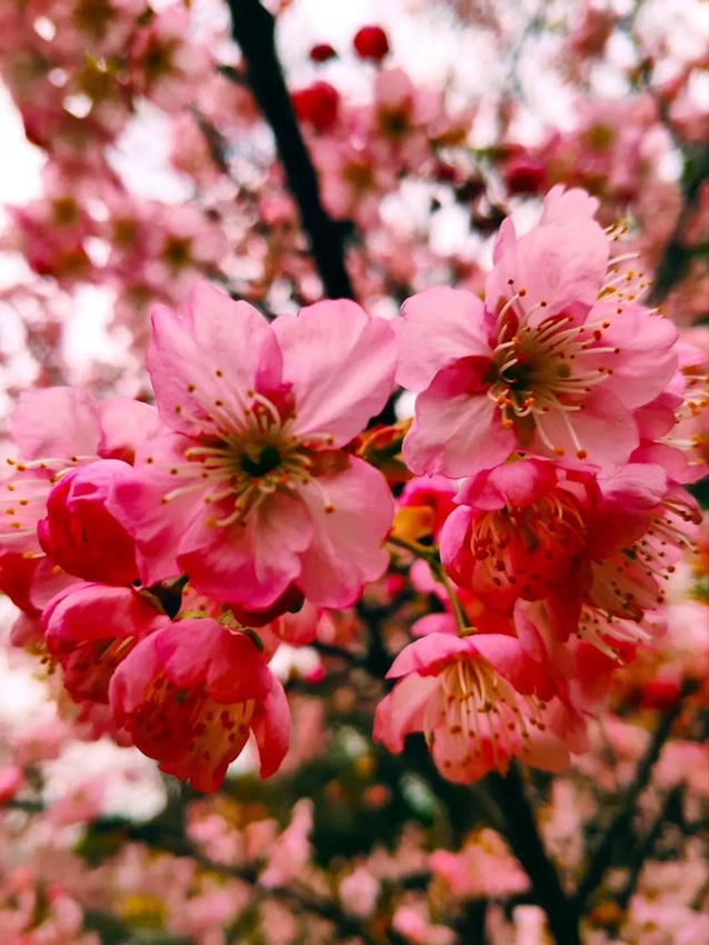 武漢大学の早咲き桜が開花　湖北省