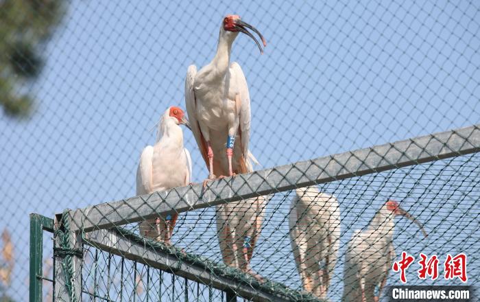 浙江省徳清県、トキの孵化シーズンに入る