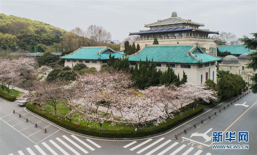 武漢大学キャンパスの一角（3月16日撮影・程敏）。