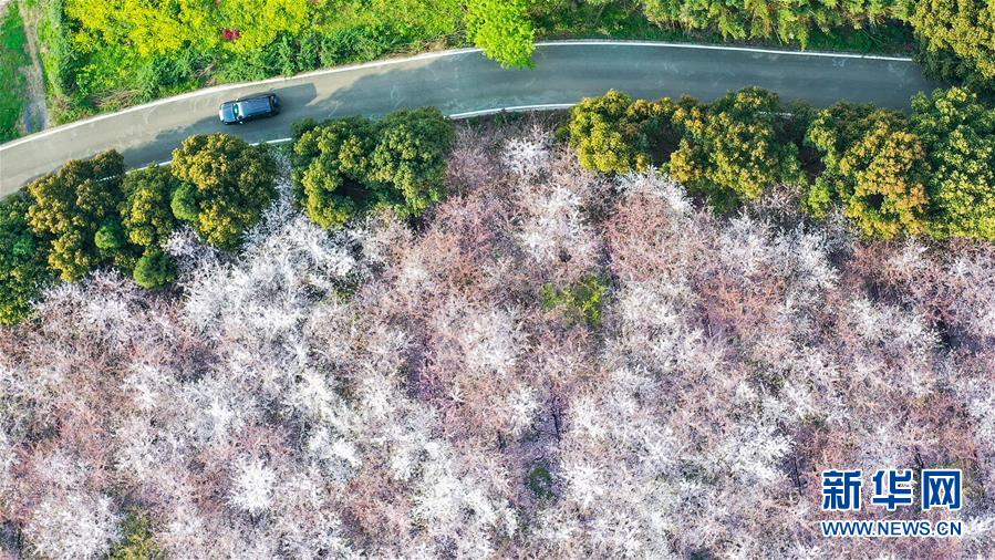 春分到来して桜が開花　貴州・桜花観光園