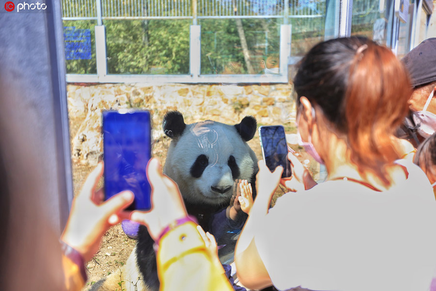 「再会」を果たしたパンダと来園者たち（写真著作権は東方ICが所有のため転載禁止）。 