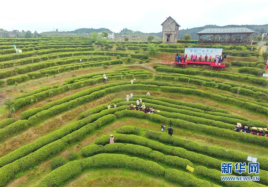 福州市の春茶祭り、オンラインで開催　お茶の楽しみを体験