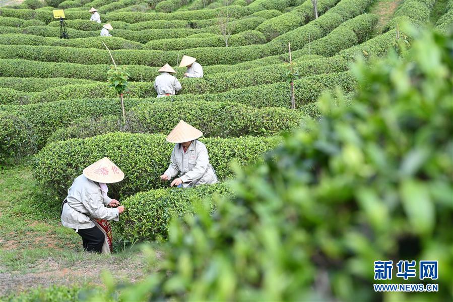 福州市の春茶祭り、オンラインで開催　お茶の楽しみを体験