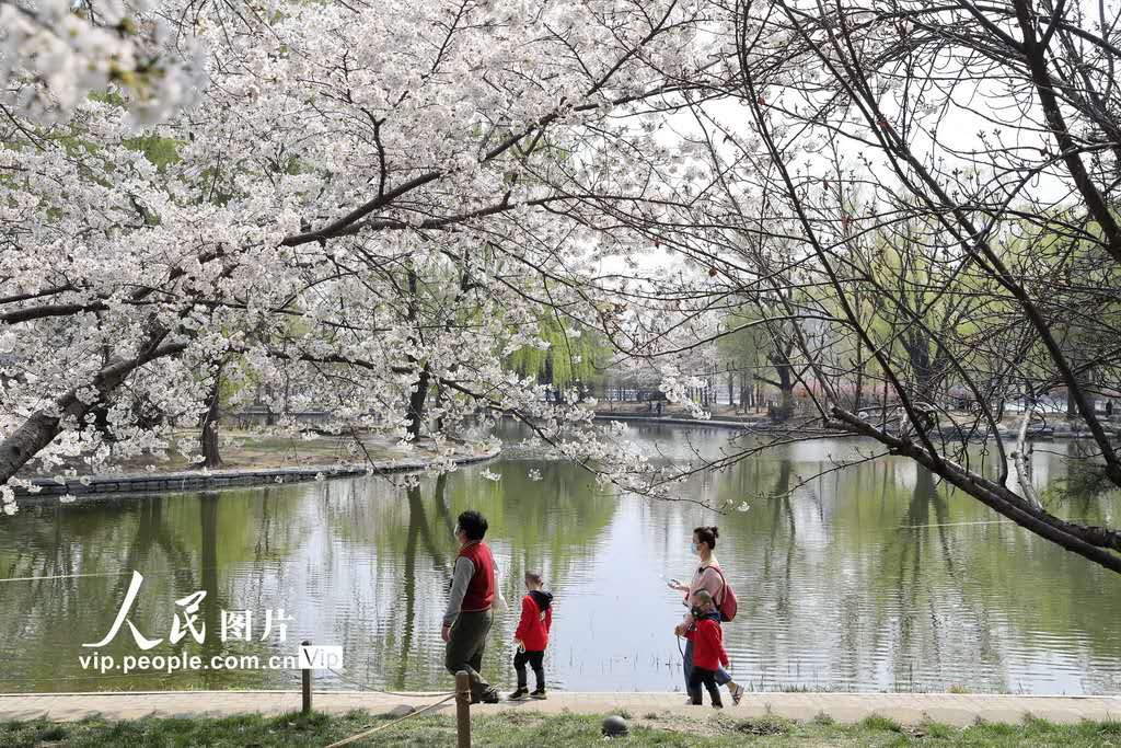 北京、玉淵潭公園のサクラが満開に