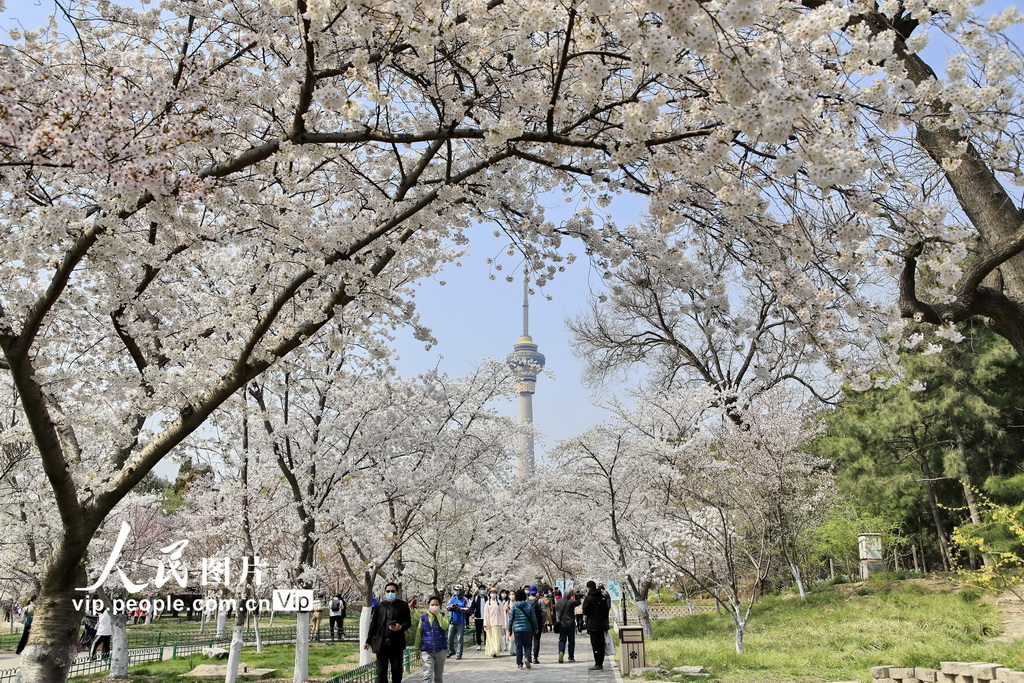 北京玉淵潭公園の満開のサクラ（撮影・劉憲国/写真著作権は人民図片が所有のため転載禁止）。 