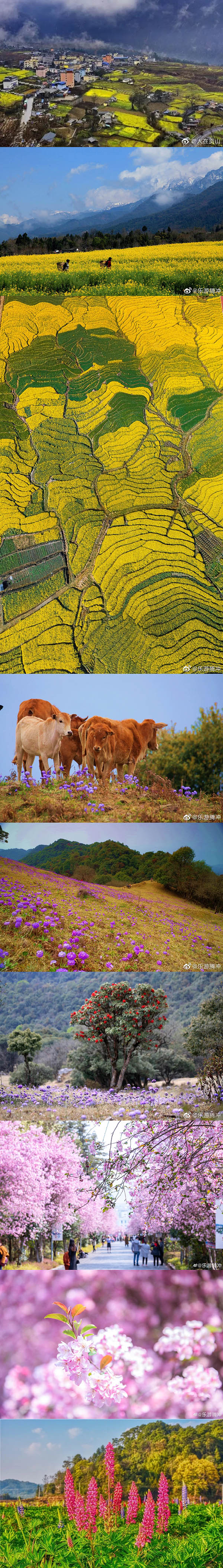 春到来！中国各地の文化・観光局が咲き乱れる花の画像を一斉にアップ