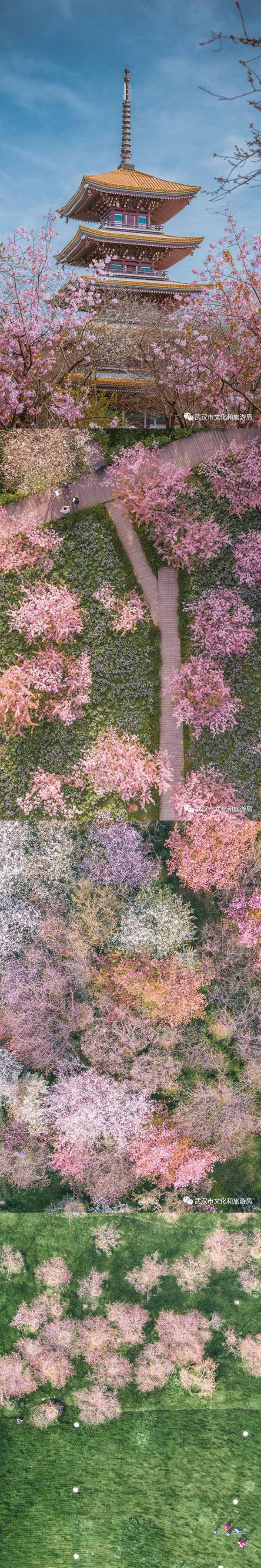 春到来！中国各地の文化・観光局が咲き乱れる花の画像を一斉にアップ