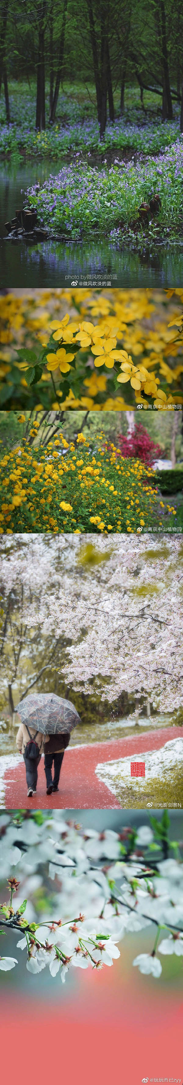 春到来！中国各地の文化・観光局が咲き乱れる花の画像を一斉にアップ