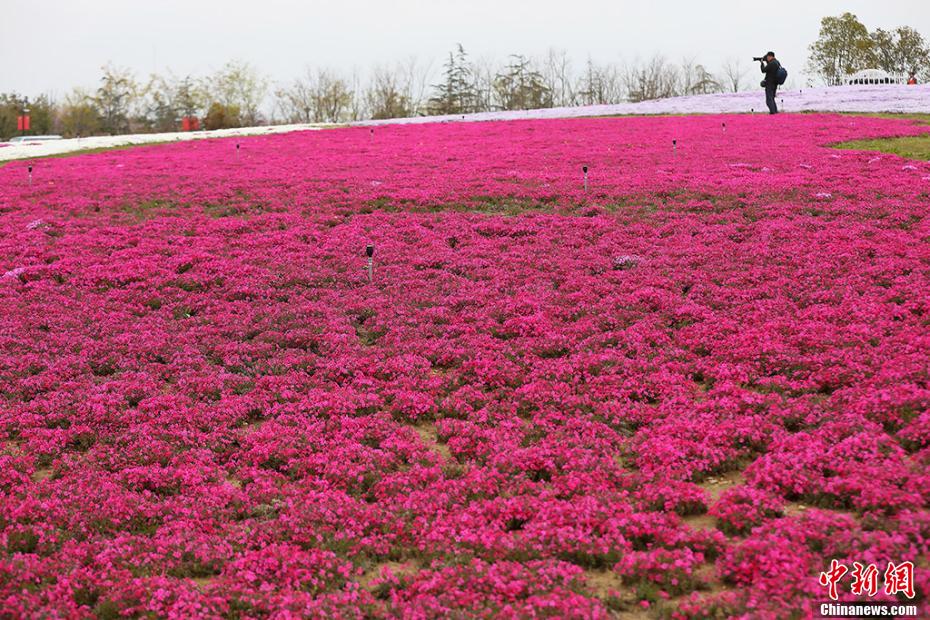 「カラフルな絨毯」白馬湖の芝桜が満開に　江蘇省