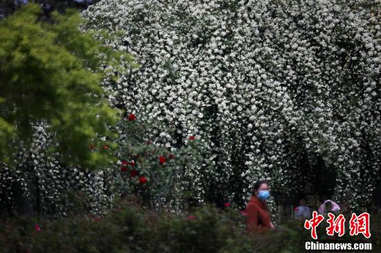 「滝」のように咲き乱れた木香花の前を通る市民（撮影・泱波）。