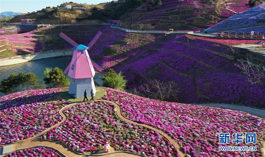 満開を迎えた芝桜　河北省遷西