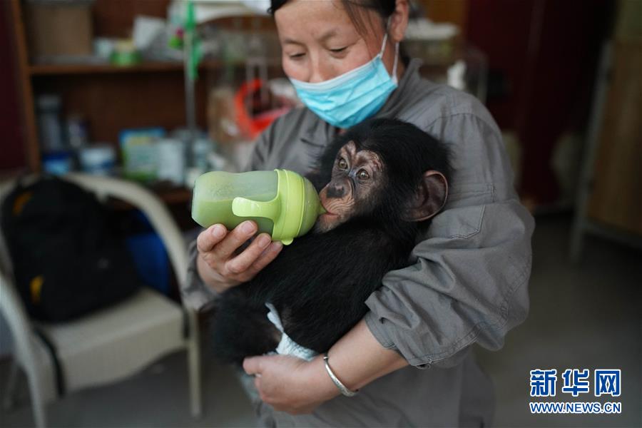 南昌動物園のかわいい赤ちゃん動物たち　江西省