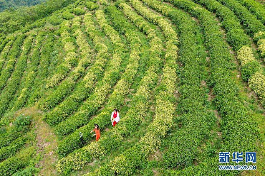 ライブコマースが貴州産茶の販売を後押し