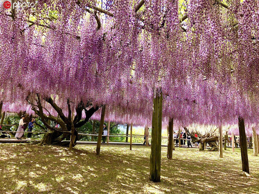 絵巻物のように美しく咲き誇る藤の花（写真著作権は東方ICが所有のため転載禁止）。