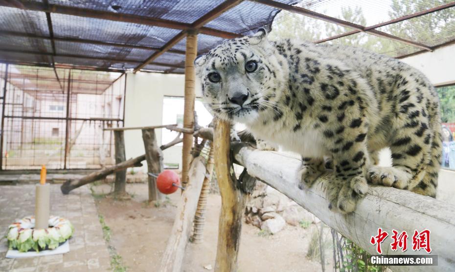 5月27日、青海省西寧市にある西寧野生動物園で、つぶらな瞳を見開いてみせるユキヒョウ「双子姉妹」の妹「油画（ヨウホワ）」（撮影・馬銘言）。