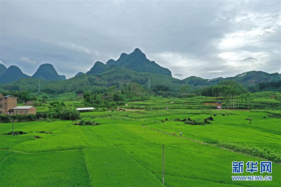 緑鮮やかな初夏の田園風景　広西・環江カルスト