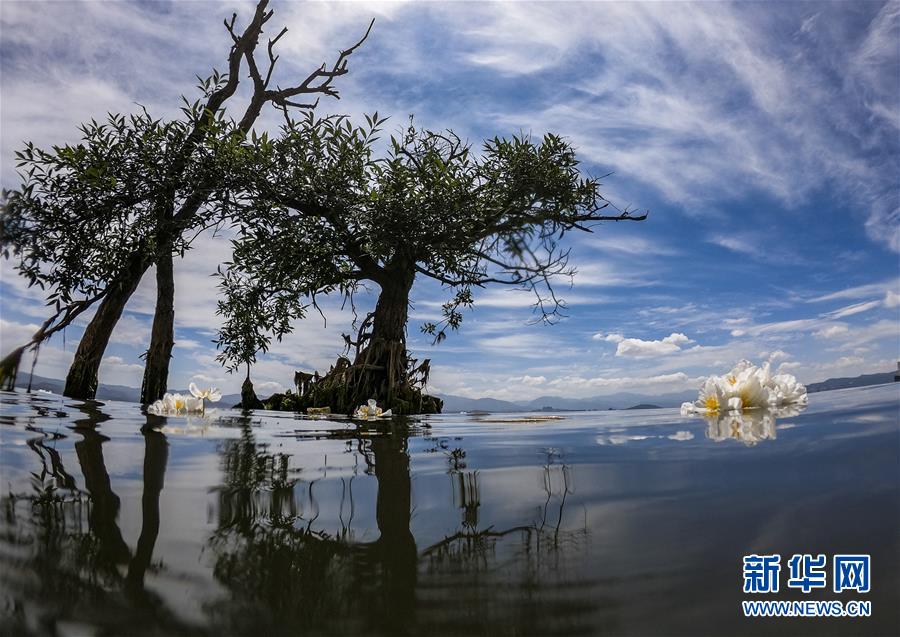 5月31日、◆海の湖面に咲く「オテリア・ウルビフォリア」（撮影・江文耀）。