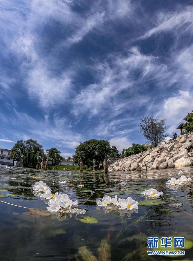 雲南省大理市に戻って来た水生植物「オテリア・ウルビフォリア」　