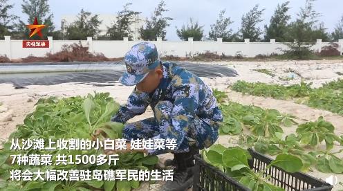 砂性アルカリ土壌で野菜栽培する海軍兵士たち　海南省