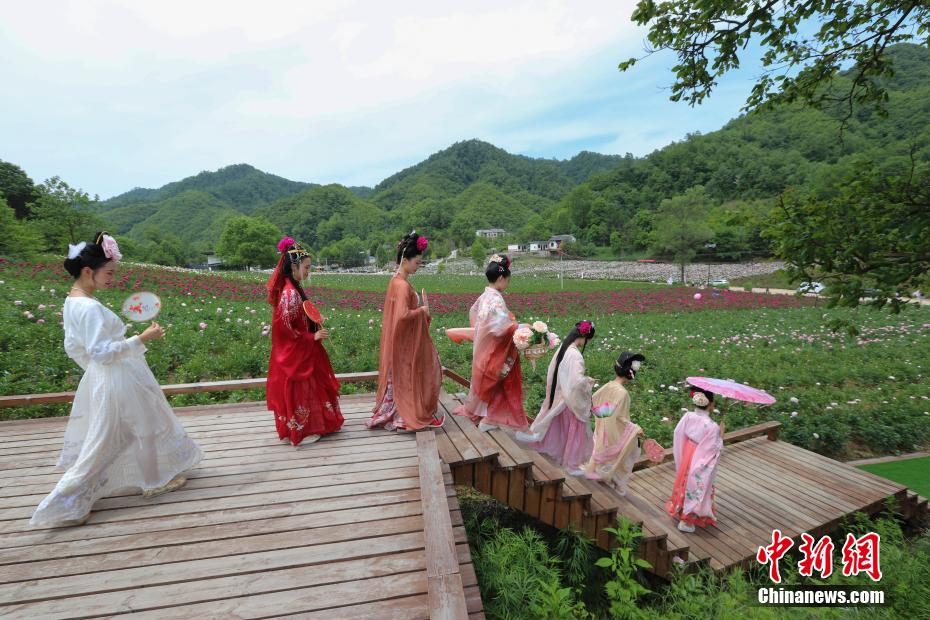 立てば芍薬、座れば牡丹？漢服姿の女性たちが河南欒川の牡丹畑で写真撮影