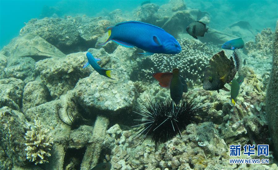 海南省三亜に中国初の「熱帯海洋牧場」の原型ほぼ出来上がる